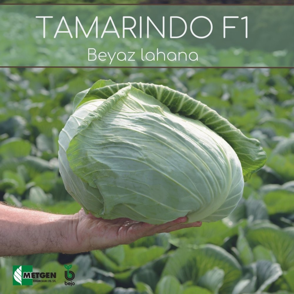 TAMARINDO F1 BEYAZ LAHANA TOHUMU 2.500 ADET